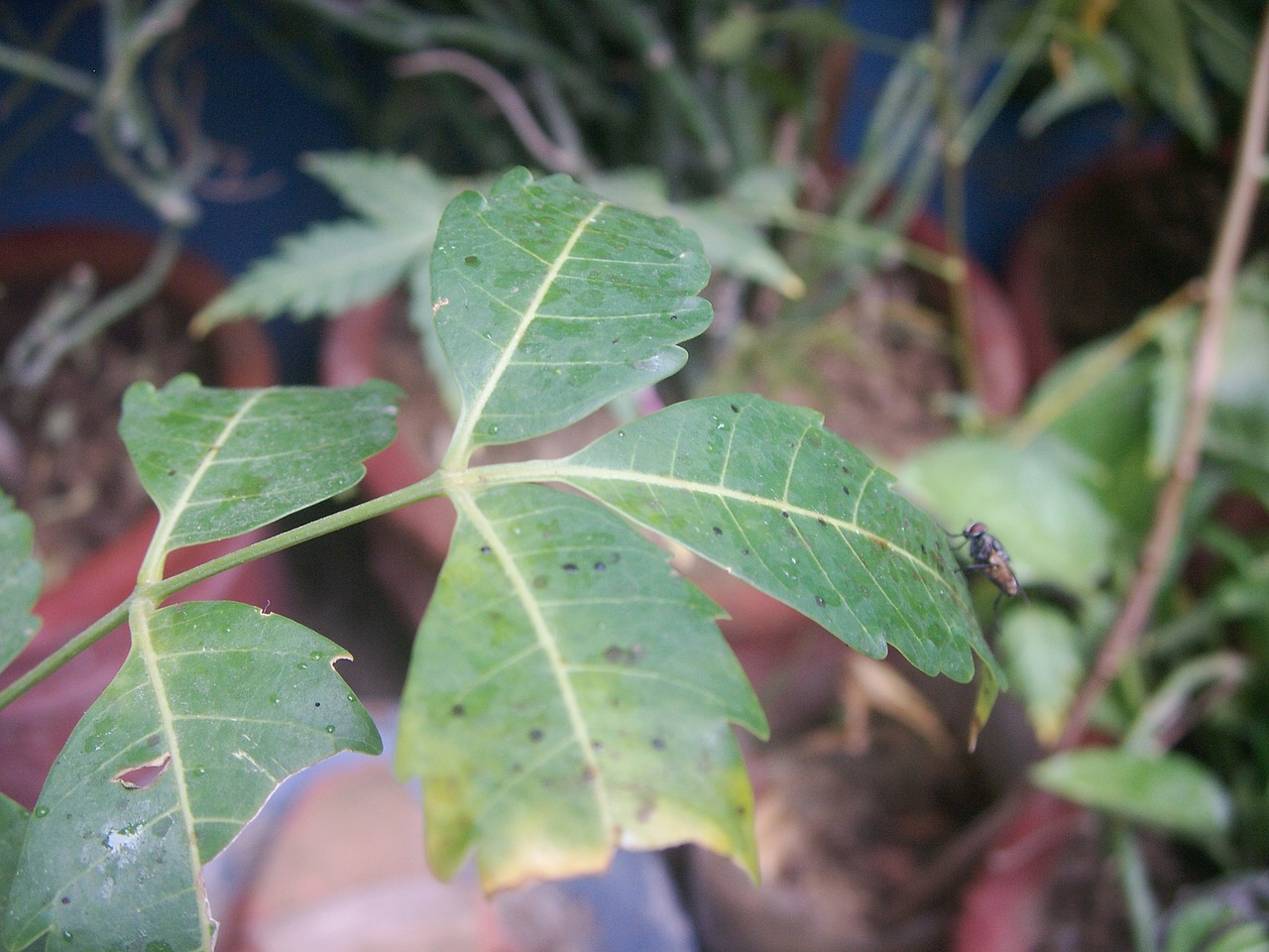 Benef Cios Da Planta Neem Para Sa De